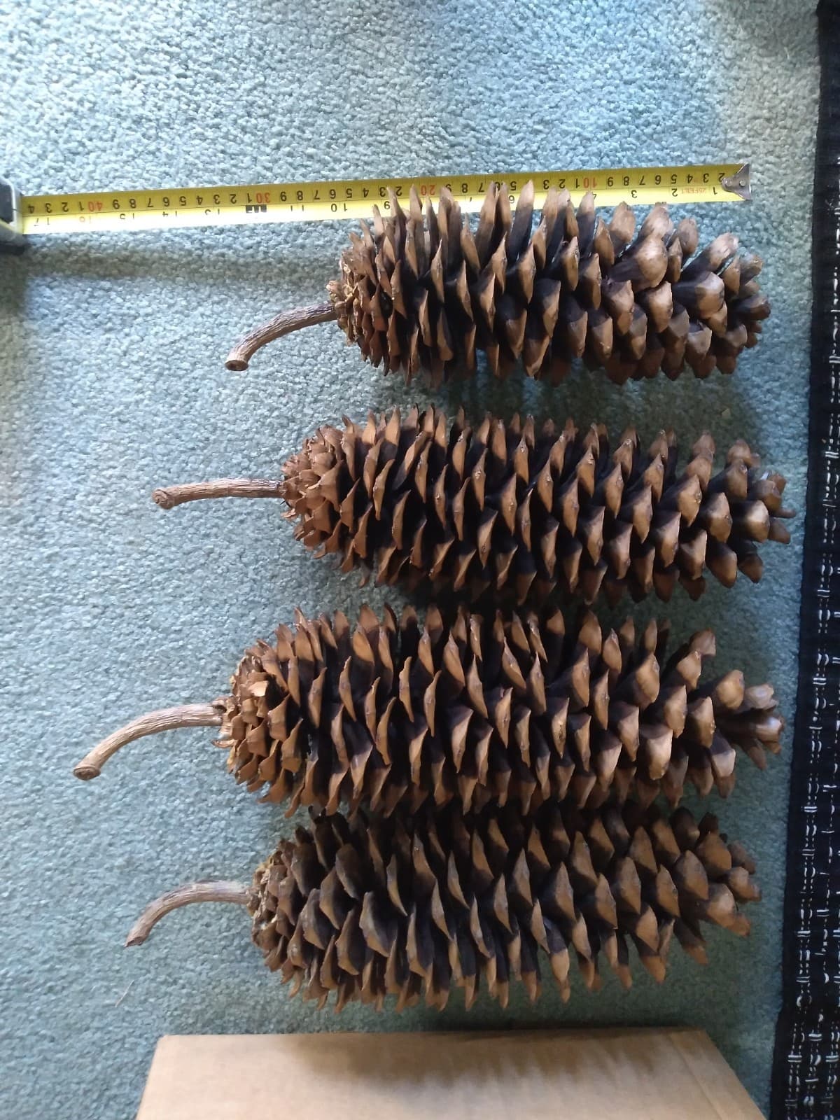 Four Extra Large Pine Cones, 13-17" w/stems