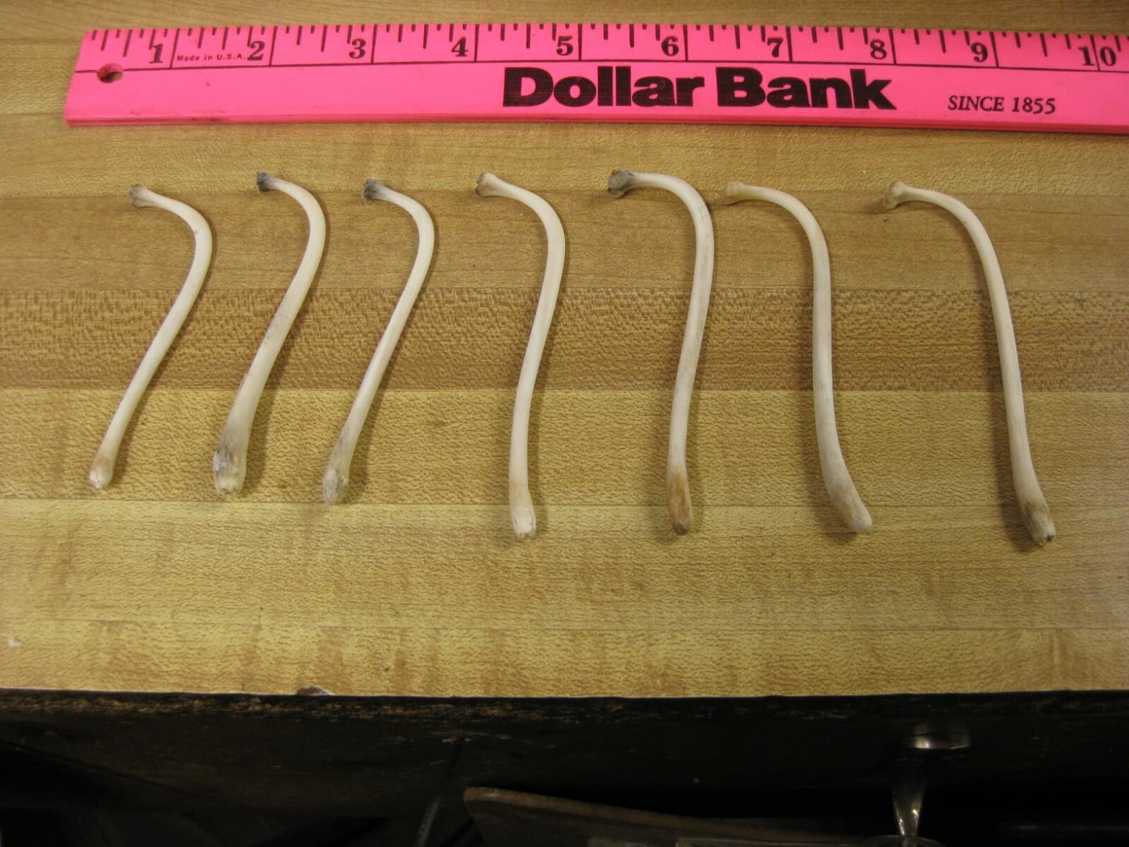 Raccoon Baculum Bone You Are Buying 1 Bone Only