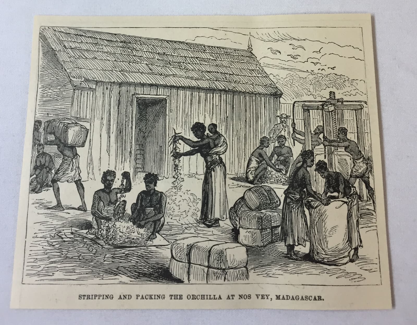 1885 magazine engraving ~ STRIPPING AND PACKING ORCHILLA AT NOS VEY, Madagascar