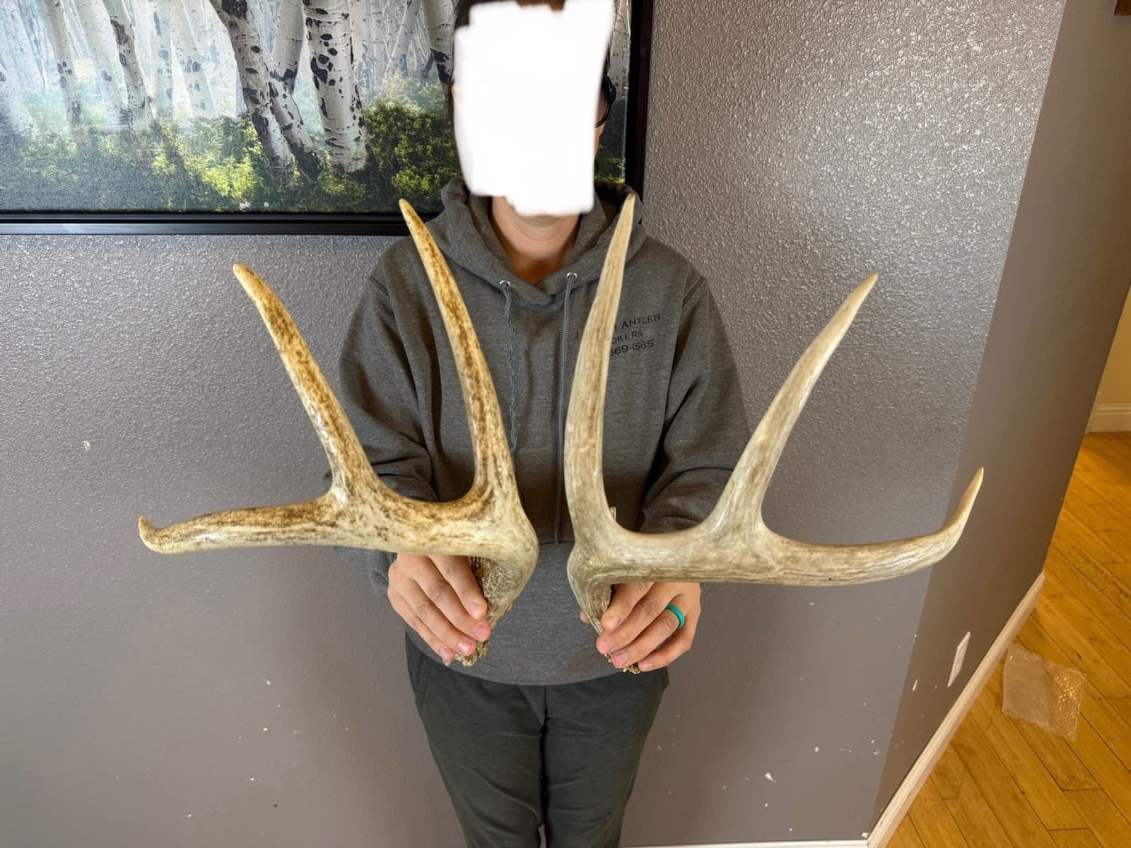 Two 4pt Whitetail Deer Antlers Sheds WILD IDAHO Horns RATTLE Decor RATTLING SET