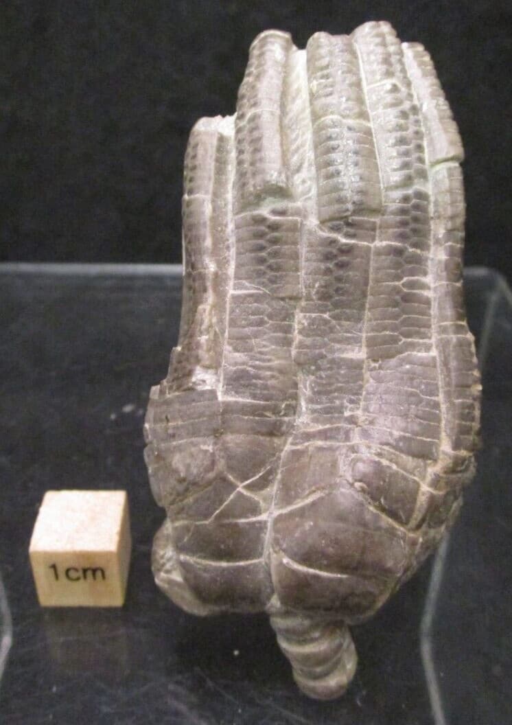 Beautiful Triassic Fossil Crinoid Crown Encrinus liliiformis from Germany