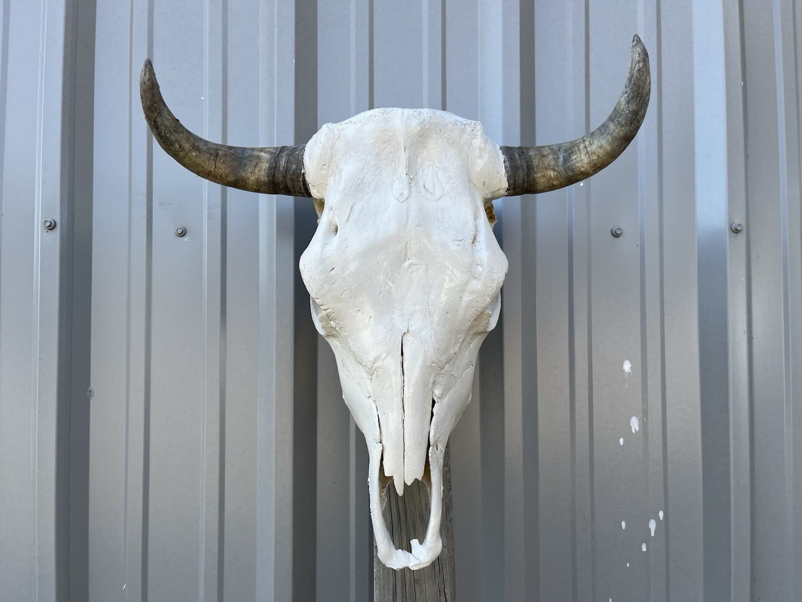 STEER SKULL 18 Inch WIDE Horns BULL HORN MOUNTED COW HEAD