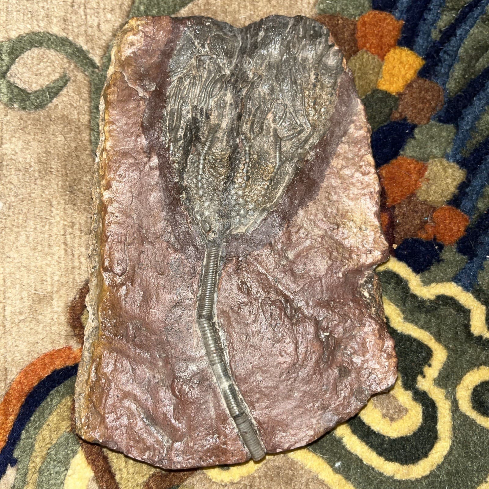 Unique and authentic paleontological fossil, sea lily fossil A22