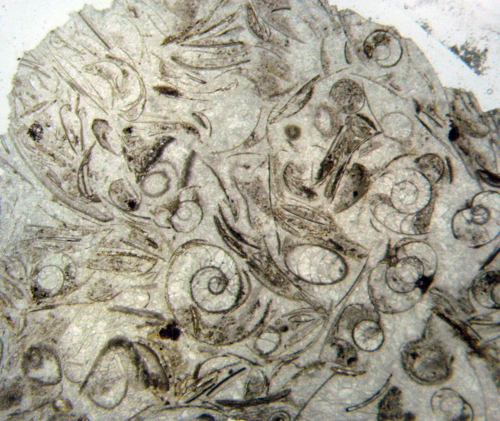 Fossil thin section Devonian Goniatite ammonite bed Hamar Laghdad Morocco 1/bid