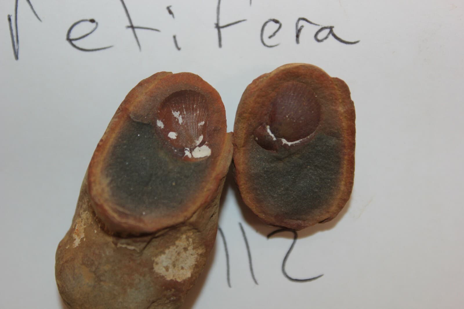 Mazon Creek Fossil Palaeolima retifera Fossils. Lot X44