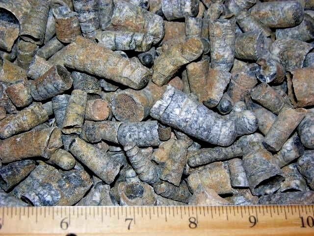 Orthoceras fossils Ordovician/Triassic 2.5-0.75 inch 3 pounds 100+ pieces