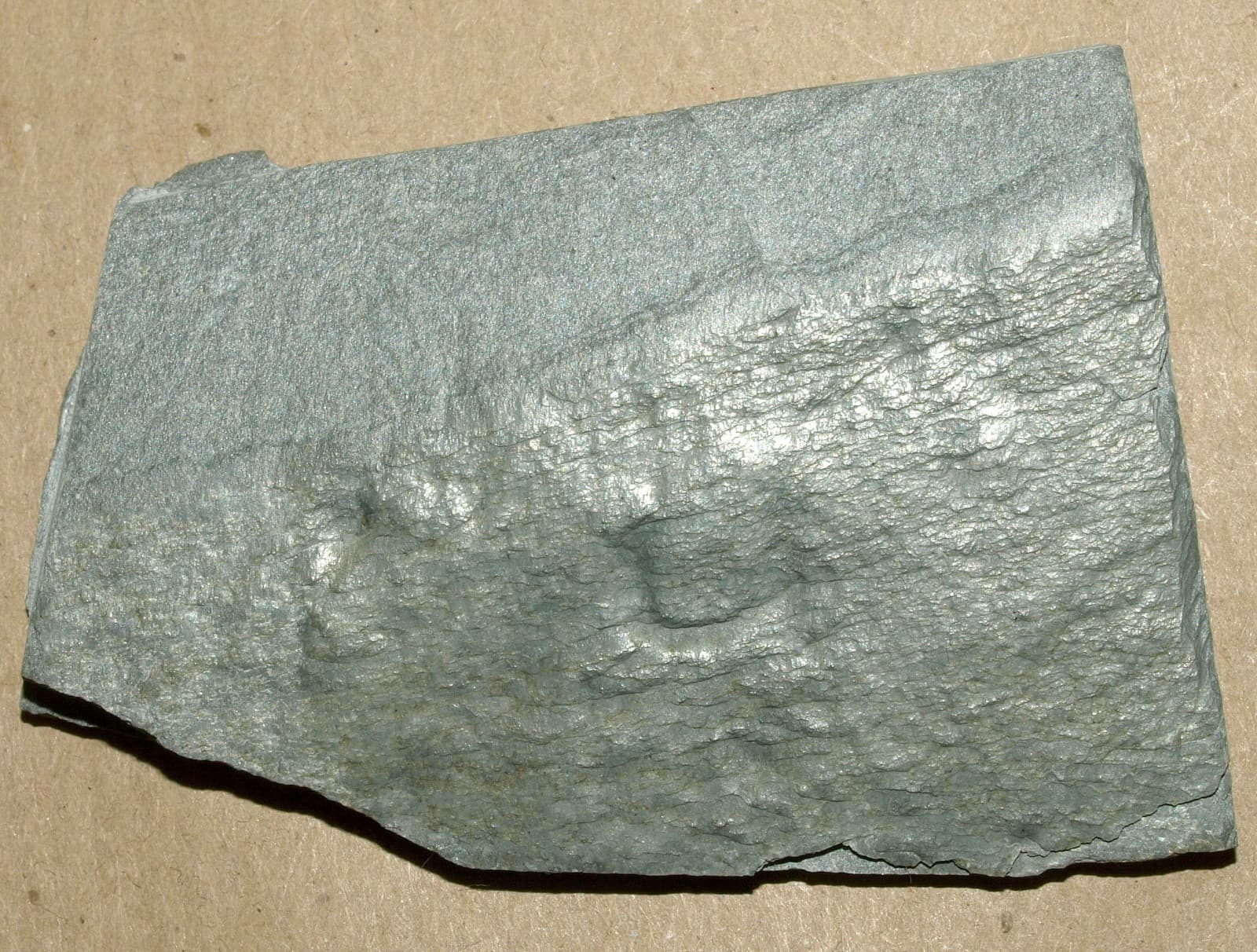 Ediacarian age fossils, Arctic Norway -SLAB with Aspidella sp.