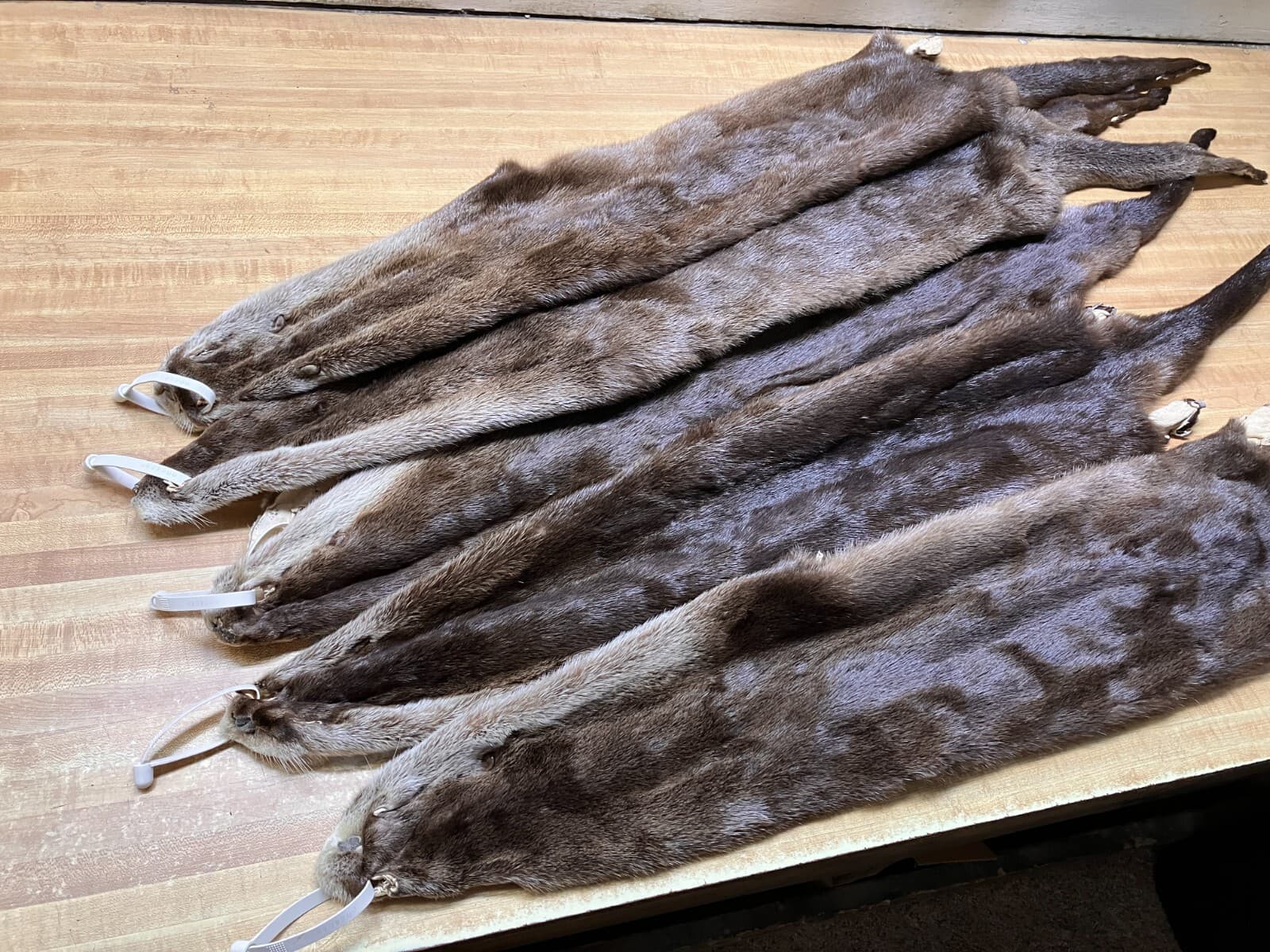 Tanned River Otter Hide Beautiful With the Feet Trapping ID Tag Pink