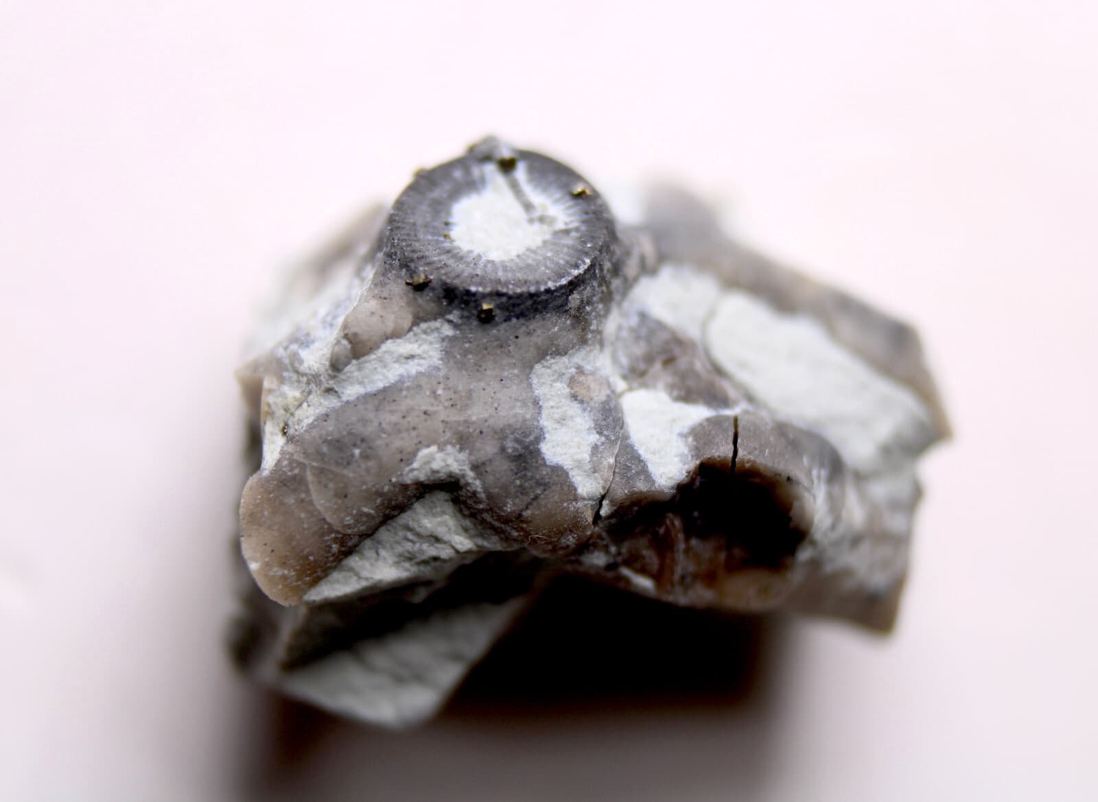 Eucalyptocrinites Crinoid Holdfast Waldron Shale Indiana Silurian Fossil