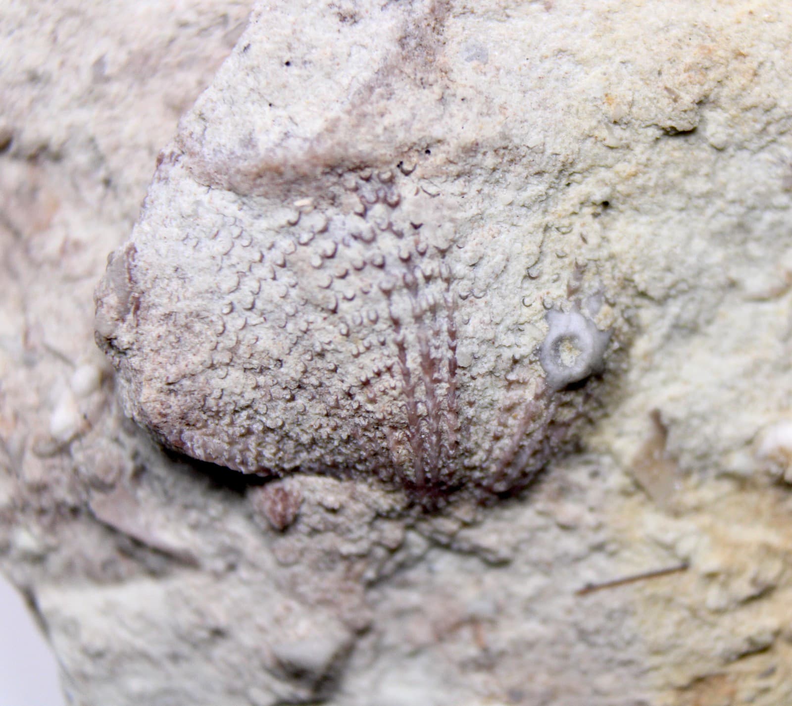 Crinoid Holdfast on Glyptorthis Brachiopod Ordovician Iowa Fossil Maquoketa Fm